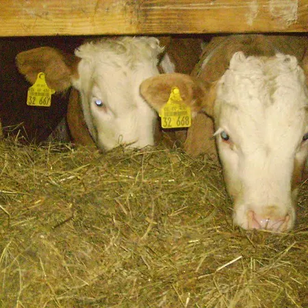 Bauernhof Am Fusse Des Untersbergs Vorderstiedler * Berchtesgaden